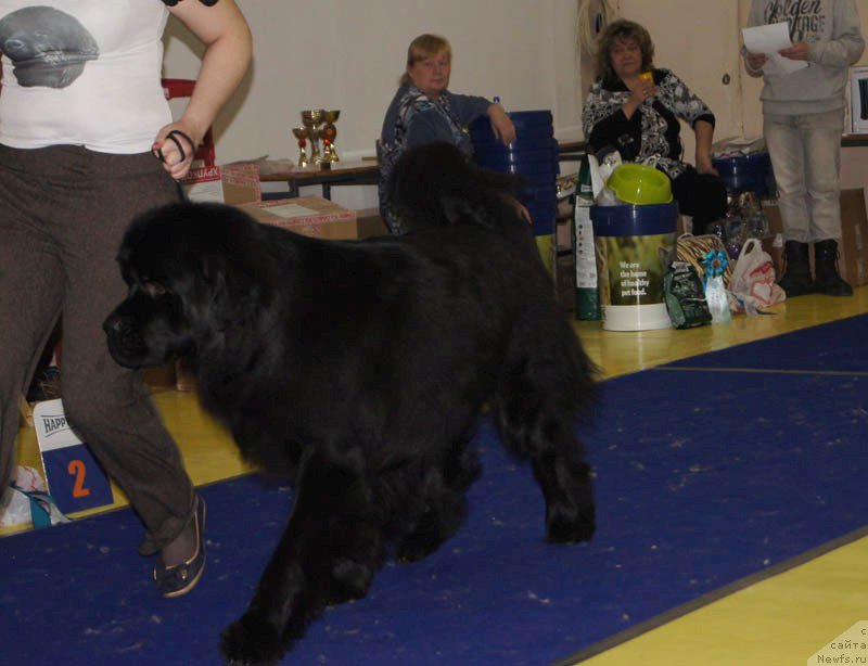 Фото: ньюфаундленд Vin Dizel' dlya N'yufort (Вин Дизель для Ньюфорт)