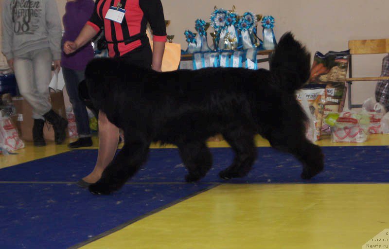 Фото: ньюфаундленд Njufort Shawn Wallmar Triumph (Ньюфорт Шон Волмари Триумф)