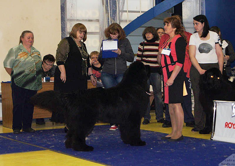 Фото: ньюфаундленд Njufort Shawn Wallmar Triumph (Ньюфорт Шон Волмари Триумф)