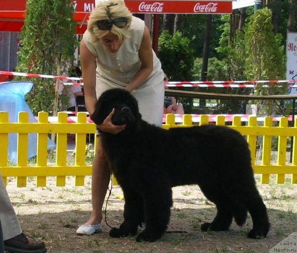 Фото: ньюфаундленд Seabrooks Realized Bulgarian Dream