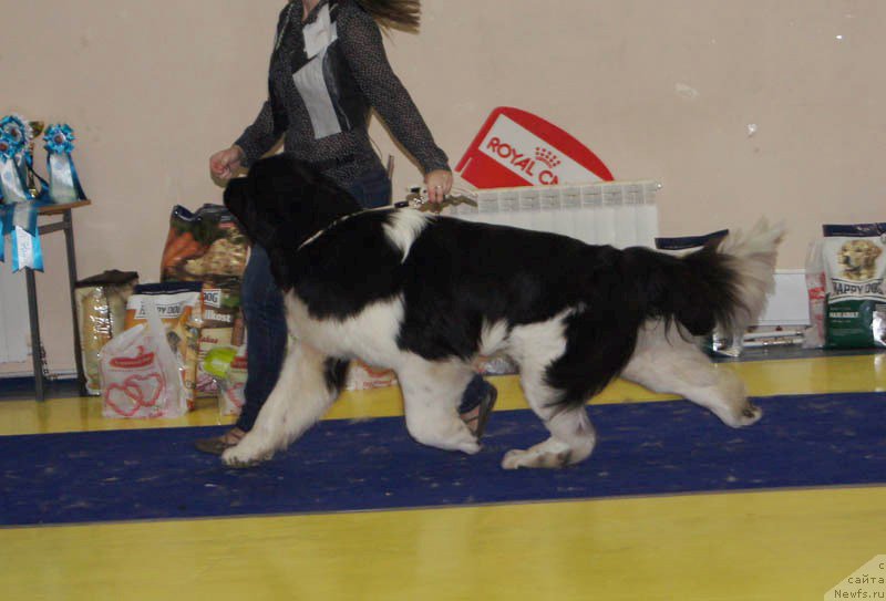 Фото: ньюфаундленд Akvian Song Kroun Royal (Аквиан Сонг Кроун Роял)