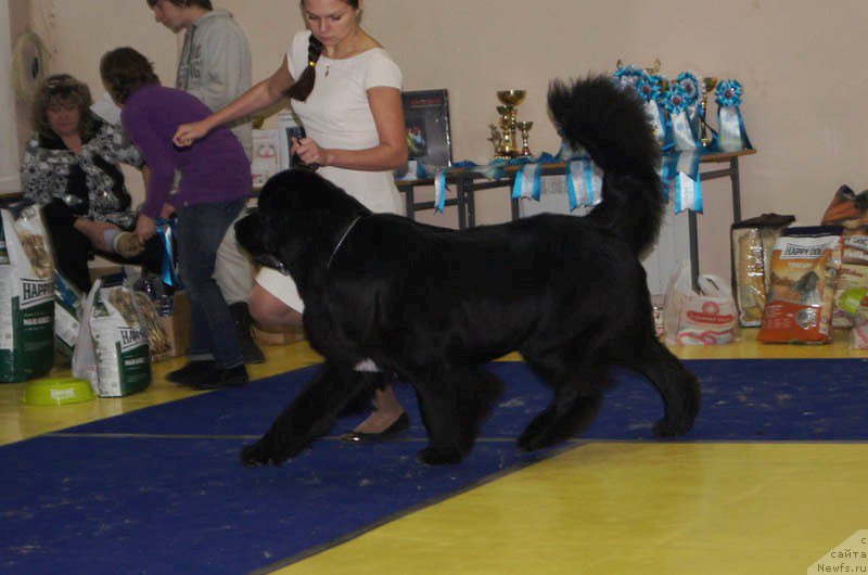 Фото: ньюфаундленд Pitern'yuf CHivas Regal (Питерньюф Чивас Регал)