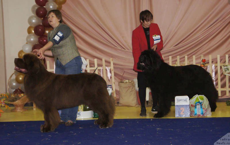 Фото: ньюфаундленд Aquatoriya Kelvin Reds Begin and Win (Акватория Келвин Редс Бегин энд Вин), ньюфаундленд Njufort Fidel (Ньюфорт Фидель)