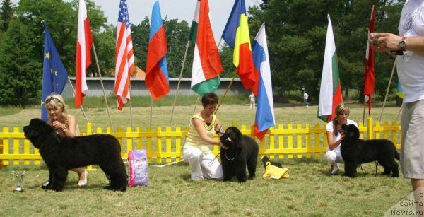 Фото: ньюфаундленд Seabrooks Realized Bulgarian Dream