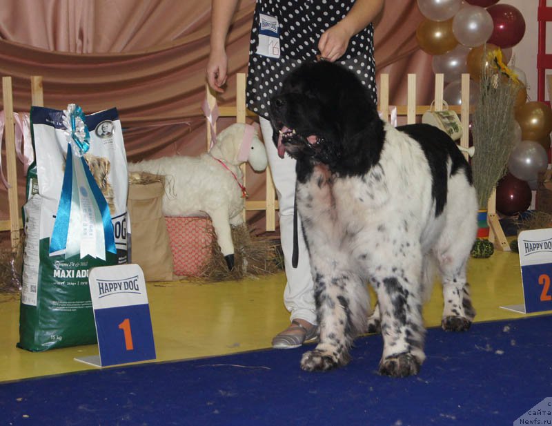 Фото: ньюфаундленд Super Bizon Argo (Супер Бизон Арго)