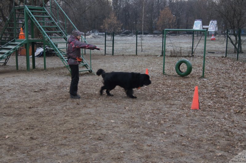 Фото: Irina Skladnova (Ирина Складнова), ньюфаундленд Chernyj Chank s Berega Dona (Черный Чанк с Берега Дона)