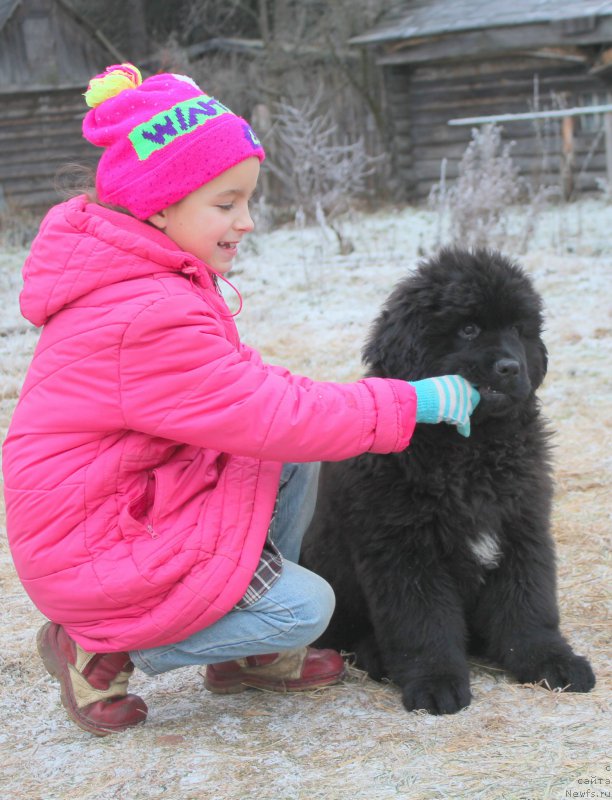 Фото: ньюфаундленд Al'fa Dar Oksa Avgustina (Альфа Дар Окса Августина)