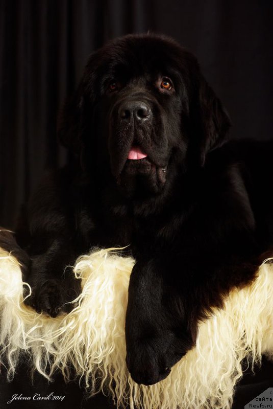 Фото: ньюфаундленд Chernaya Mafia Maybe She Will (Черная Мафия Маубе Ше Вилл)