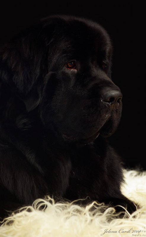 Фото: ньюфаундленд Chernaya Mafia Maybe She Will (Черная Мафия Маубе Ше Вилл)
