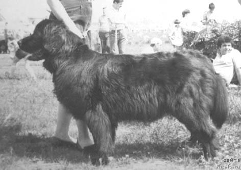 Фото: ньюфаундленд CHakra Cet Vol'f (Чакра Цет Вольф)