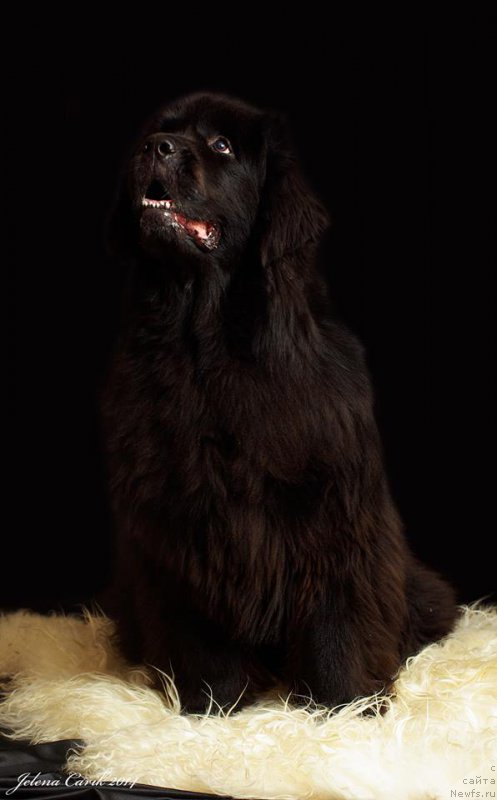 Фото: ньюфаундленд Fairweathers Rendition