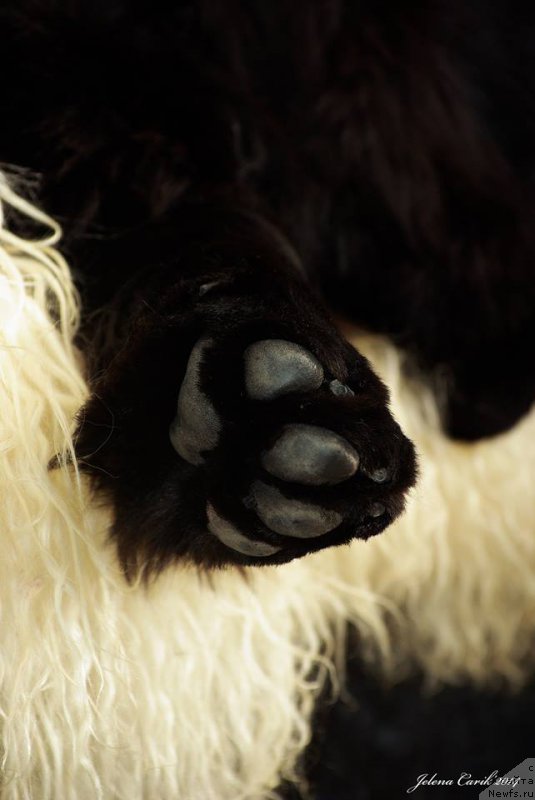 Фото: ньюфаундленд Chernaya Mafia Maybe She Will (Черная Мафия Маубе Ше Вилл)