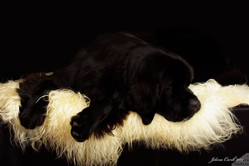 Фото: ньюфаундленд Chernaya Mafia Maybe She Will (Черная Мафия Маубе Ше Вилл)