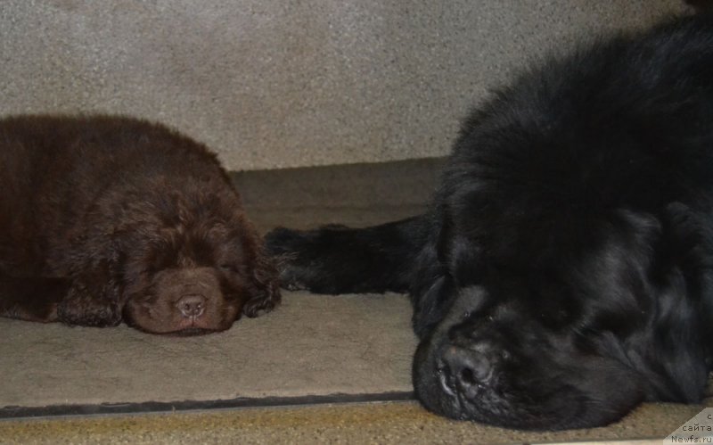 Фото: ньюфаундленд Nobl King May Lord Simba (Нобл Кинг Май Лорд Симба), ньюфаундленд Zhdanny Syn Vialiki Miadzvedz