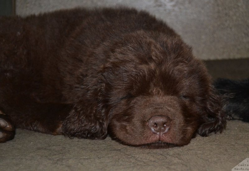 Фото: ньюфаундленд Nobl King May Lord Simba (Нобл Кинг Май Лорд Симба)