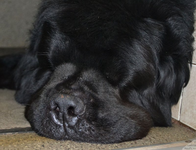 Фото: ньюфаундленд Zhdanny Syn Vialiki Miadzvedz