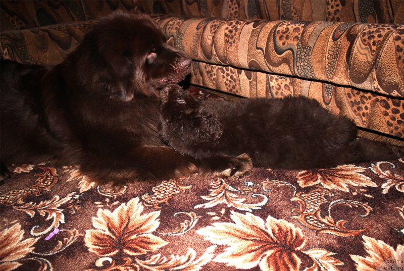 Фото: ньюфаундленд Naomi Tagoliri for Brouwnblood (Наоми Таголири фор Браунблад), ньюфаундленд Sverkayuzhaya Gora Mashame (Сверкающая Гора Машаме)