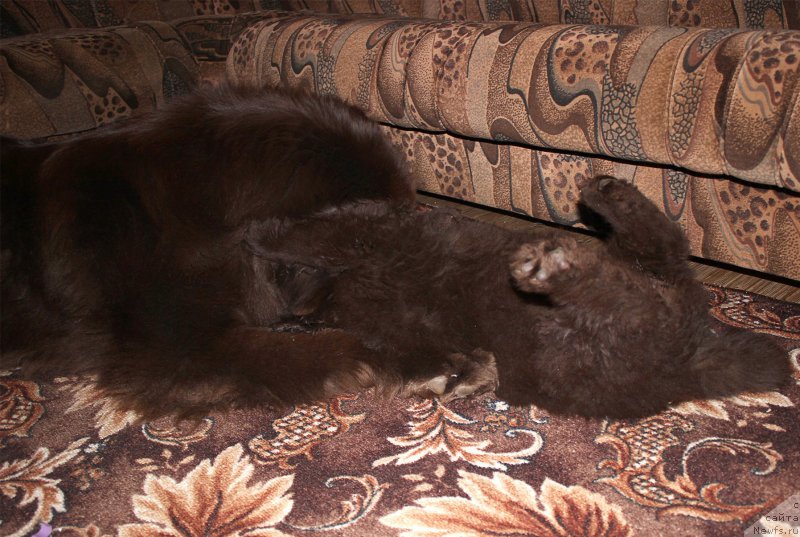 Фото: ньюфаундленд Sverkayuzhaya Gora Mashame (Сверкающая Гора Машаме), ньюфаундленд Naomi Tagoliri for Brouwnblood (Наоми Таголири фор Браунблад)