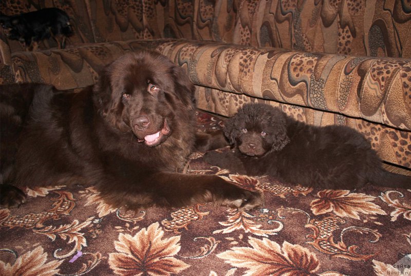 Фото: ньюфаундленд Sverkayuzhaya Gora Mashame (Сверкающая Гора Машаме), ньюфаундленд Naomi Tagoliri for Brouwnblood (Наоми Таголири фор Браунблад)