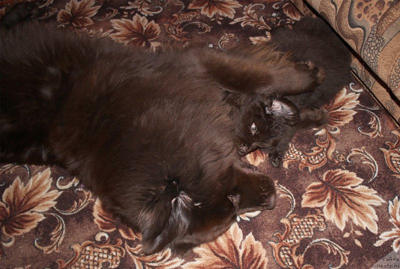 Фото: ньюфаундленд Sverkayuzhaya Gora Mashame (Сверкающая Гора Машаме), ньюфаундленд Naomi Tagoliri for Brouwnblood (Наоми Таголири фор Браунблад)