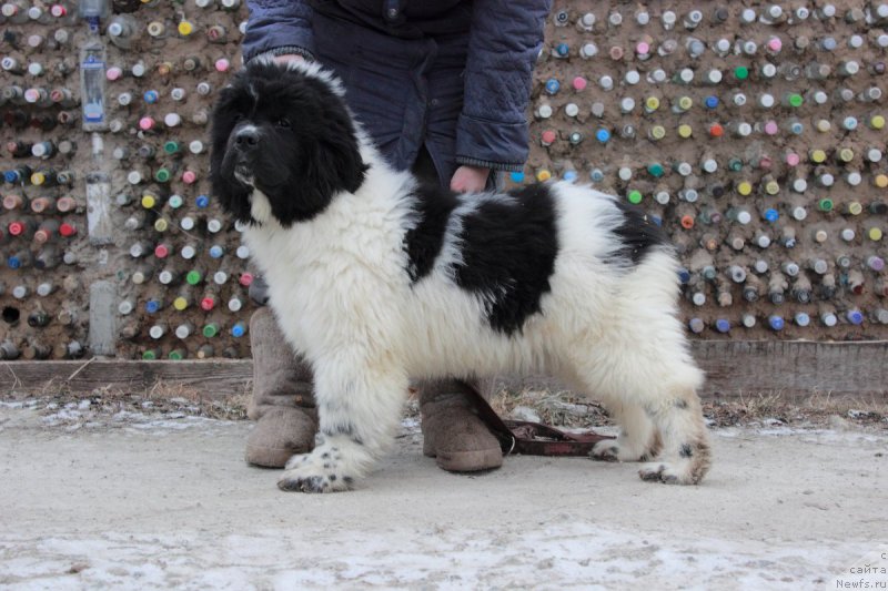 Фото: ньюфаундленд Callistos Blitzen