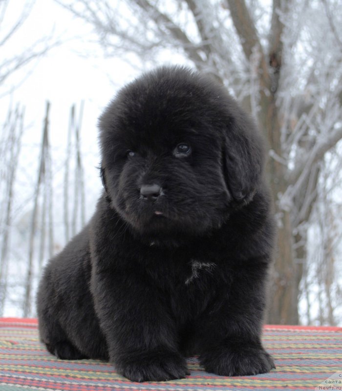 Фото: ньюфаундленд Moya Stihiya Infantum Kuitmi (Моя Стихия Инфантум Куитми)