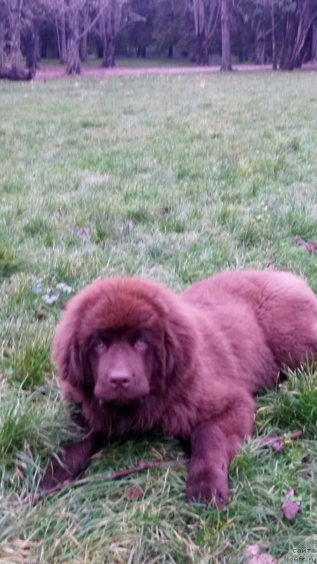 Фото: ньюфаундленд Brownblood MSK Happy Teddy (Браунблад МСК Хэппи Тедди)