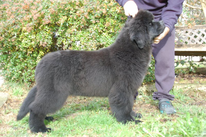 Фото: ньюфаундленд Because I'm Sweet for Seabrook (Бикоз Ай Эм Свеет фор Сеабрук)