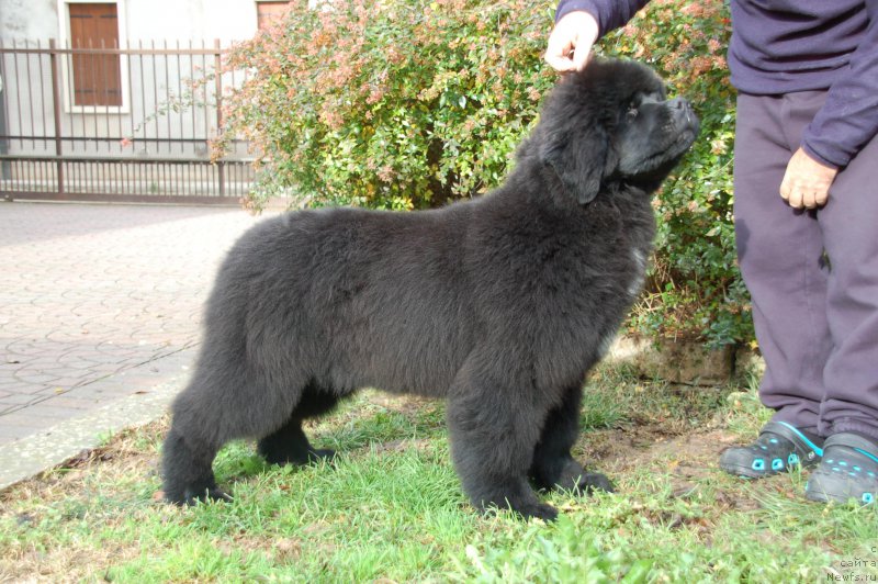 Фото: ньюфаундленд Because I'm Sweet for Seabrook (Бикоз Ай Эм Свеет фор Сеабрук)