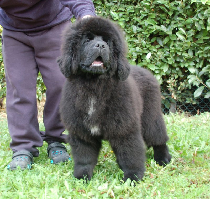 Фото: ньюфаундленд Because I'm Sweet for Seabrook (Бикоз Ай Эм Свеет фор Сеабрук)