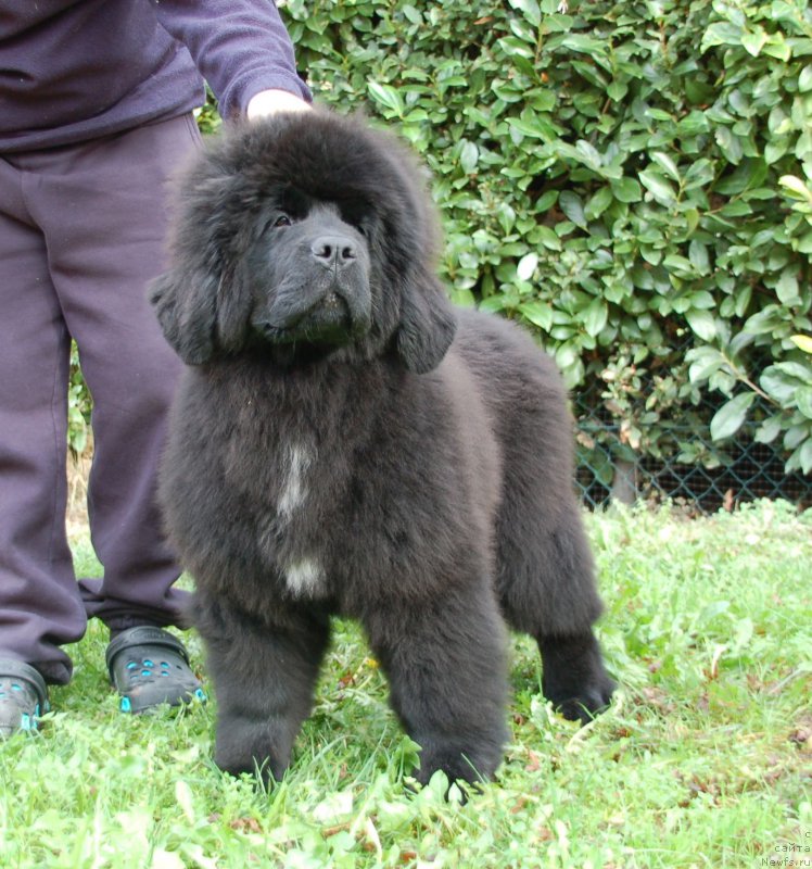 Фото: ньюфаундленд Because I'm Sweet for Seabrook (Бикоз Ай Эм Свеет фор Сеабрук)