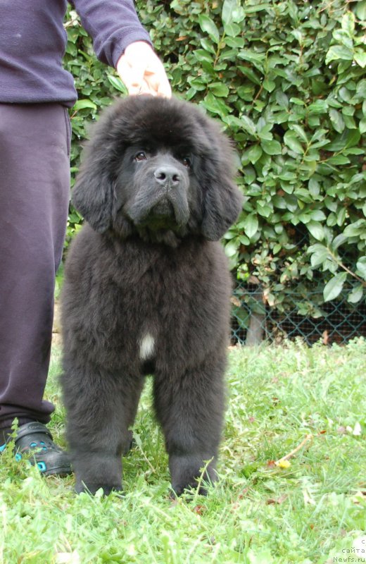 Фото: ньюфаундленд Blooming Rose (Блуминг Роуз)