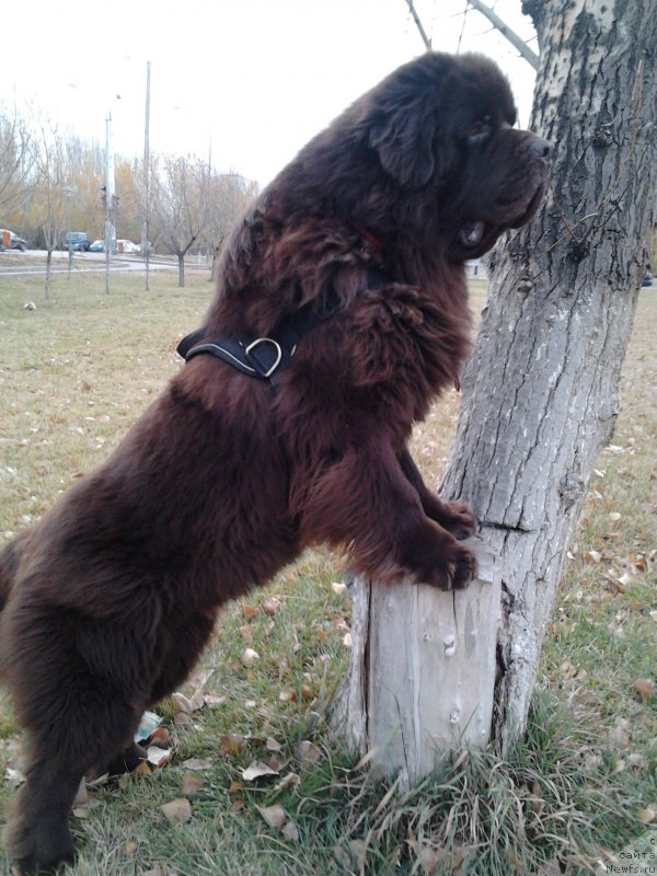 Фото: ньюфаундленд Akvatoriya Kelvin Selebreyshn (Акватория Келвин Селебрейшн)