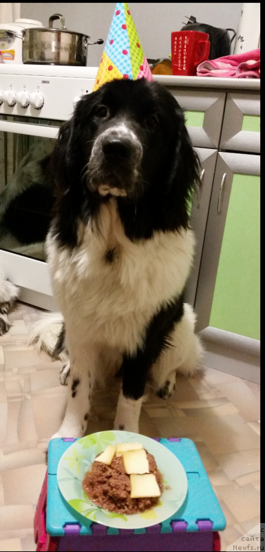 Фото: ньюфаундленд Sent Djons Intriga (Сент Джонс Интрига)