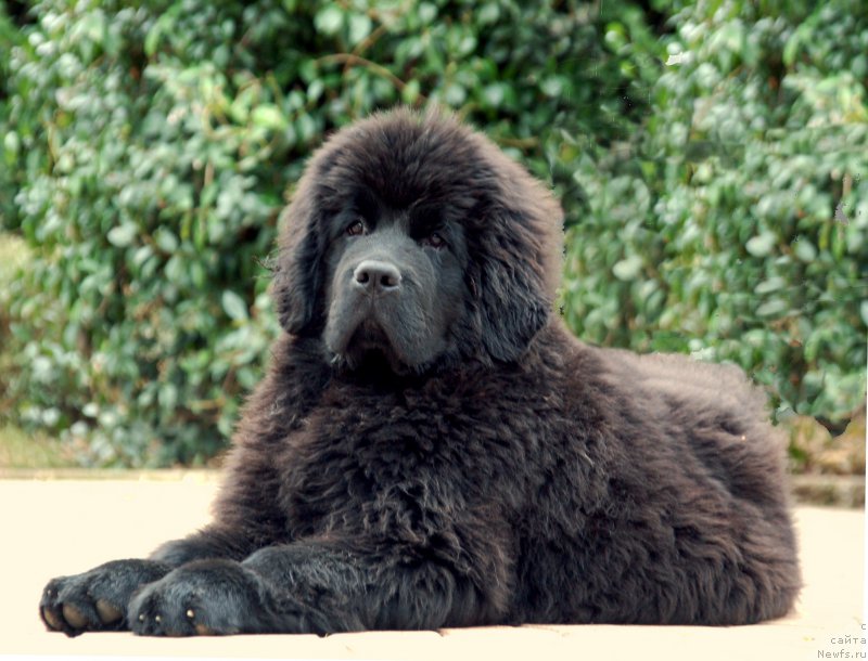 Фото: ньюфаундленд Because I'm Sweet for Seabrook (Бикоз Ай Эм Свеет фор Сеабрук)