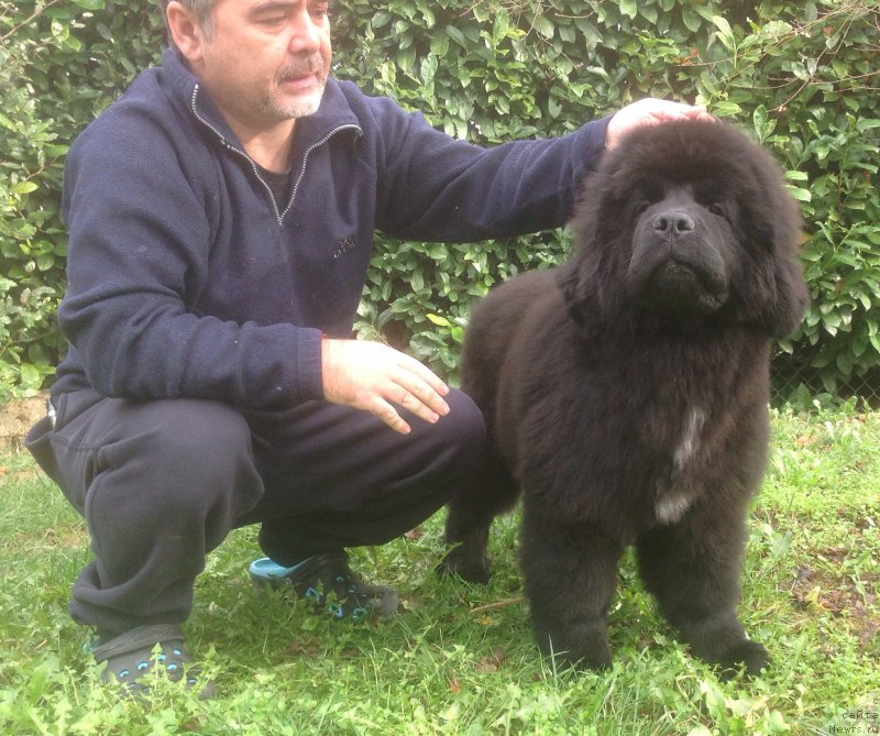 Фото: ньюфаундленд Because I'm Sweet for Seabrook (Бикоз Ай Эм Свеет фор Сеабрук)