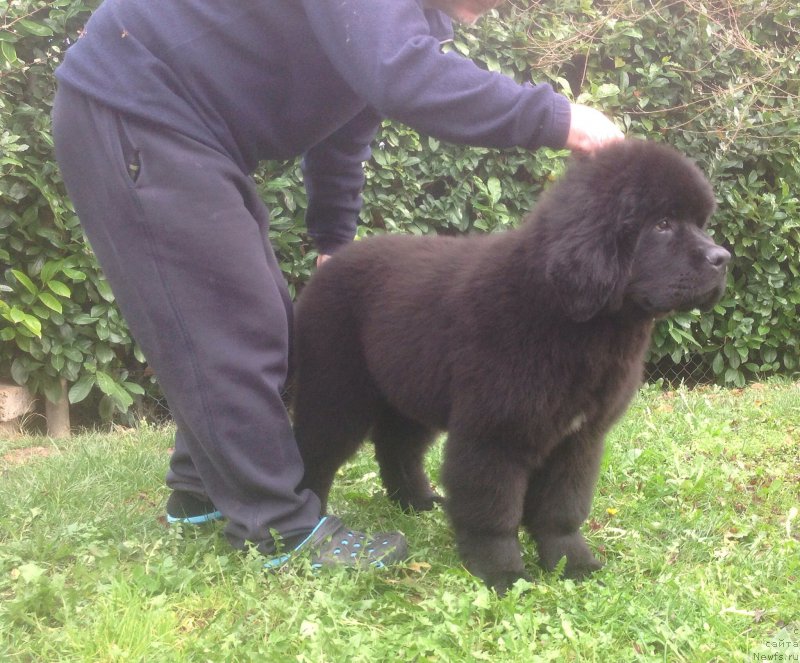 Фото: ньюфаундленд Blooming Rose (Блуминг Роуз)