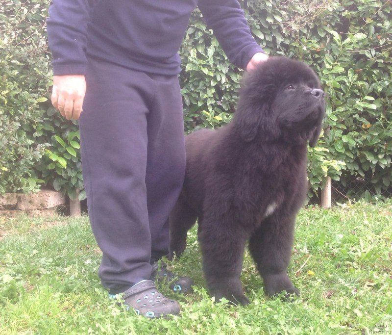 Фото: ньюфаундленд Blooming Rose (Блуминг Роуз)