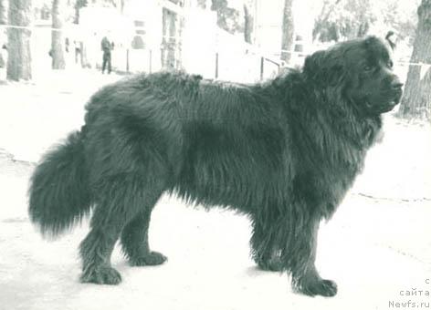 Фото: ньюфаундленд SHelli Miraj (Шелли Мираж)