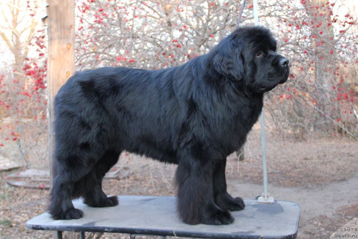 Фото: ньюфаундленд Super Premium Neobyiknovennyiy Naslednik (Супер Премиум Необыкновенный Наследник)