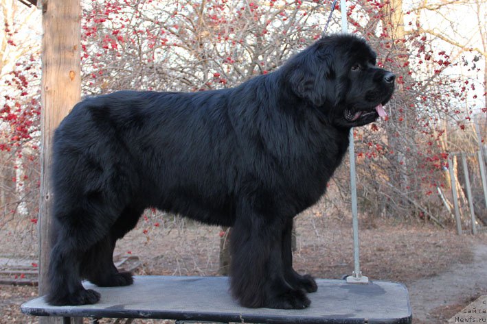 Фото: ньюфаундленд Super Premium Neobyiknovennyiy Naslednik (Супер Премиум Необыкновенный Наследник)