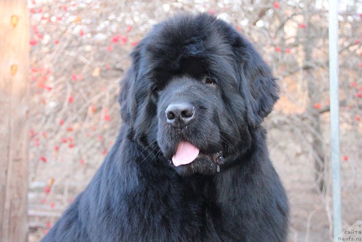 Фото: ньюфаундленд Super Premium Neobyiknovennyiy Naslednik (Супер Премиум Необыкновенный Наследник)