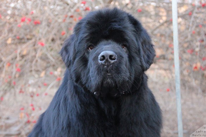 Фото: ньюфаундленд Super Premium Neobyiknovennyiy Naslednik (Супер Премиум Необыкновенный Наследник)