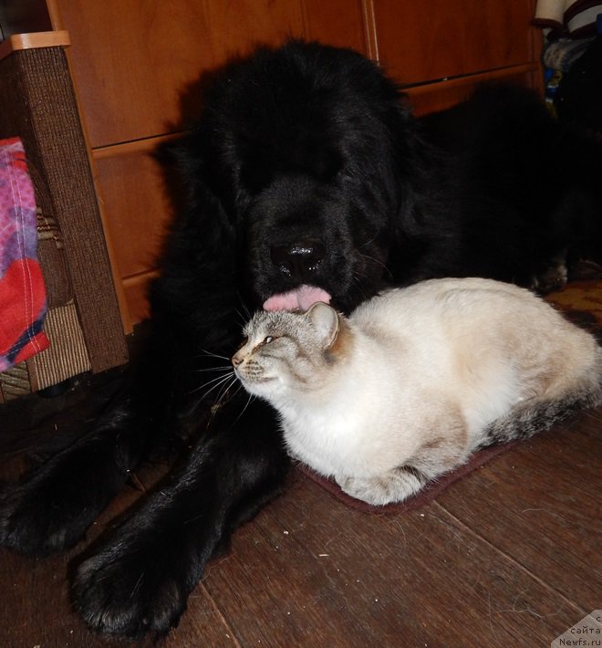 Фото: ньюфаундленд Krasavica Kori Drosser (Красавица Кори Дроссер)