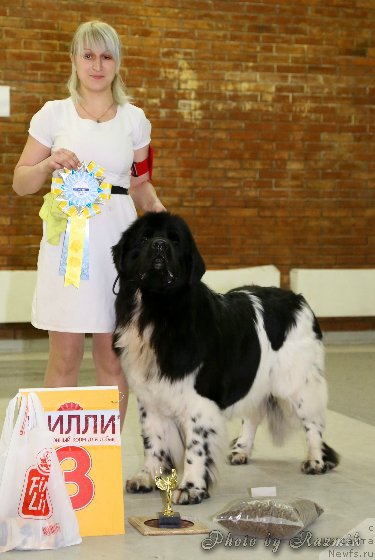 Фото: ньюфаундленд Plushevaya Panda Ferrero Rond Noir (Плюшевая Панда Ферреро Ронд Нуар)