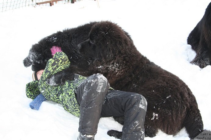 Фото: ньюфаундленд Bears Cove Lucky Break, [d13963] и Аристотель