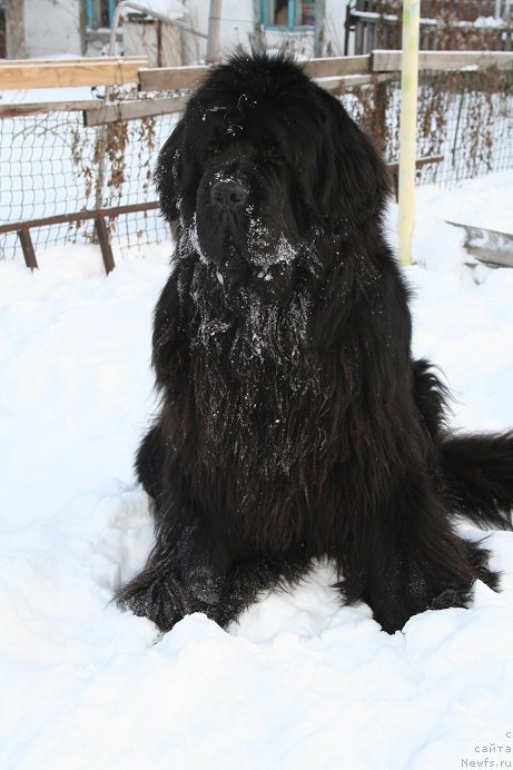 Фото: ньюфаундленд Bears Cove Lucky Break