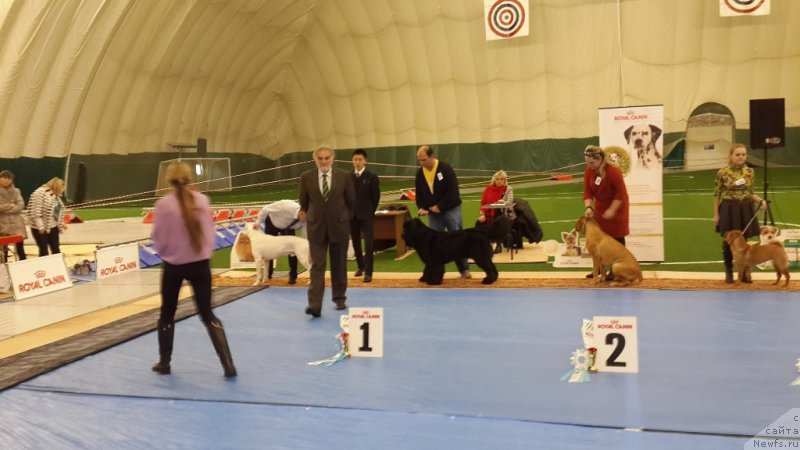 Фото: ньюфаундленд Chernaya Mafia Matter of Time (Черная Мафия Маттер оф Тиме)