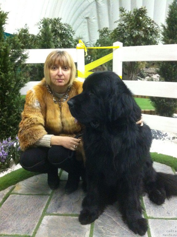 Фото: ньюфаундленд Chernaya Mafia Matter of Time (Черная Мафия Маттер оф Тиме), Viktoriya Hurieva (Виктория Хуриева)