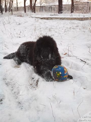Фото: ньюфаундленд Malinoviy Tsvetok Mayolika (Малиновый Цветок Майолика)